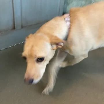 Lily - thumbnail 2