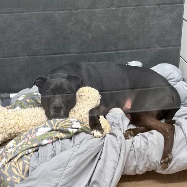 Ruger - thumbnail 8