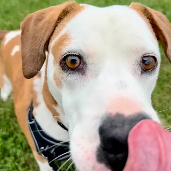 Boone - Beagle / Terrier, Pit Bull
