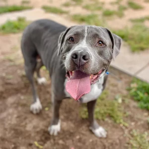 Zym - American Staffordshire Terrier