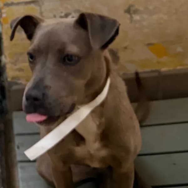 Garland - Terrier, Pit Bull