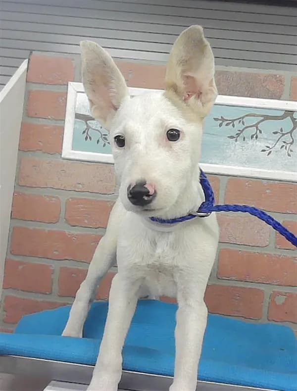 Unnamed - Bull Terrier mix
