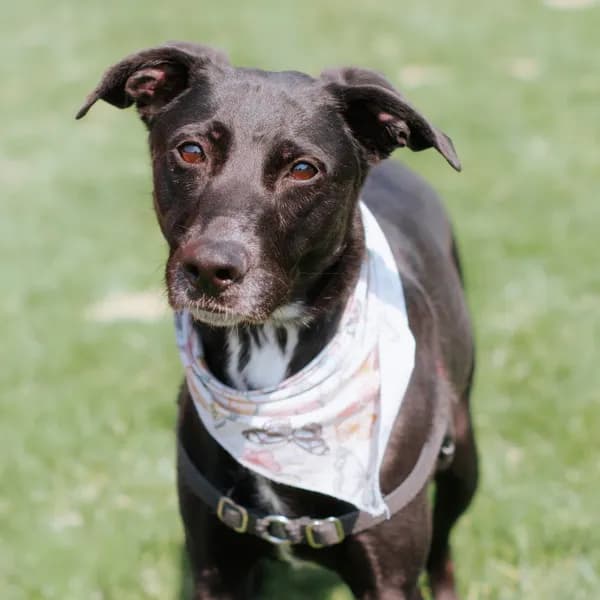 Monica Meadow - Retriever, Labrador / Mix