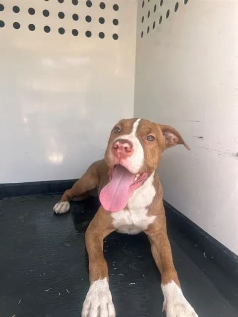 Unnamed - Pit Bull Terrier