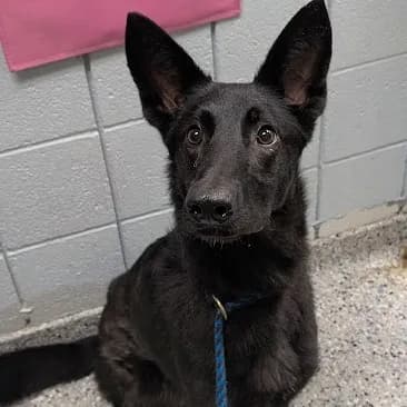 Swinub - Mixed Breed (Medium) / Shepherd, German