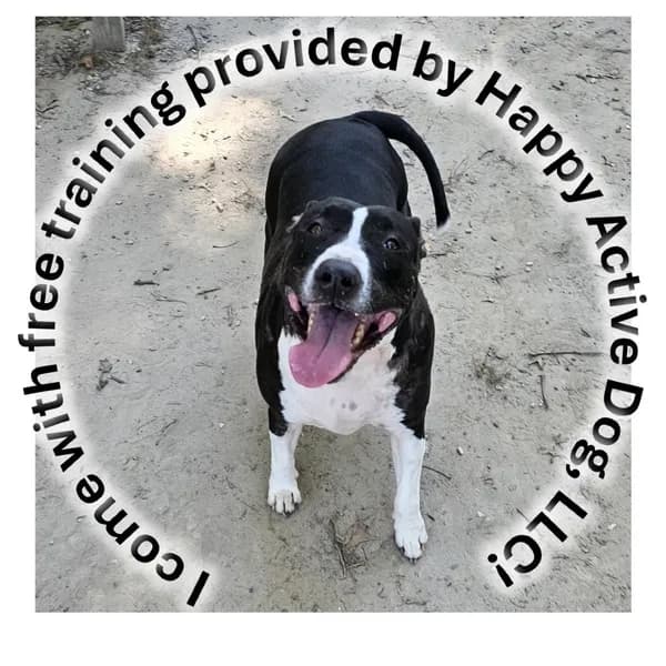 Cenna - Terrier, Bull / Mixed Breed (Medium)