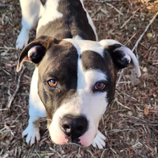Ned - Bulldog, American / Terrier