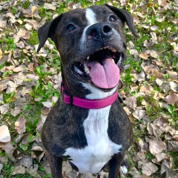 Black Beauty - Mixed Breed (Medium)