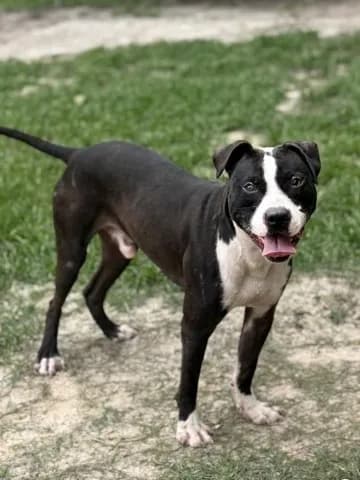 Ryker - American Staffordshire Terrier mix