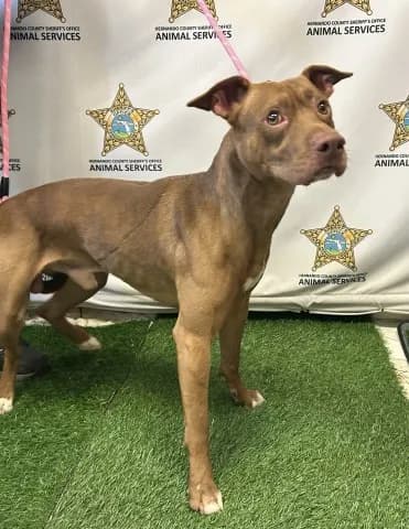 Ducky - American Staffordshire Terrier
