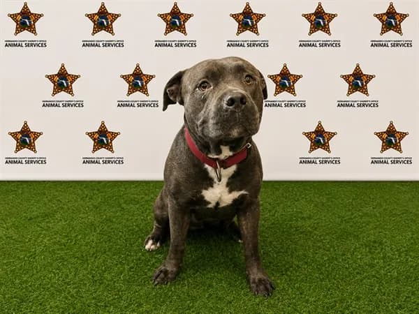 Ulysses - Pit Bull Terrier mix