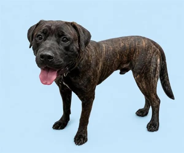 Syracuse - Cane Corso