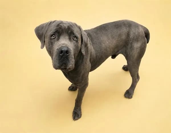 Fang - Cane Corso
