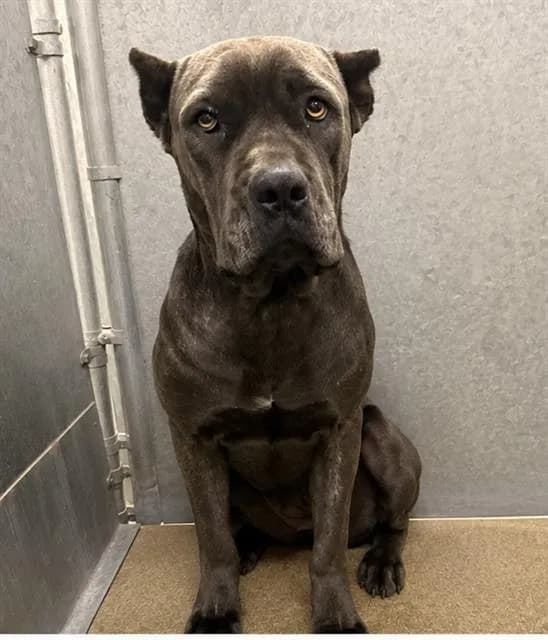 Unnamed - Cane Corso