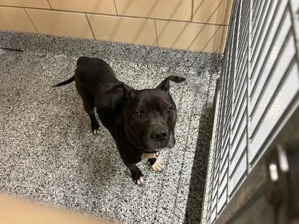 Timone - Pit Bull Terrier