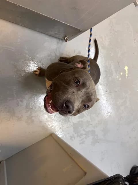 April - American Bulldog mix