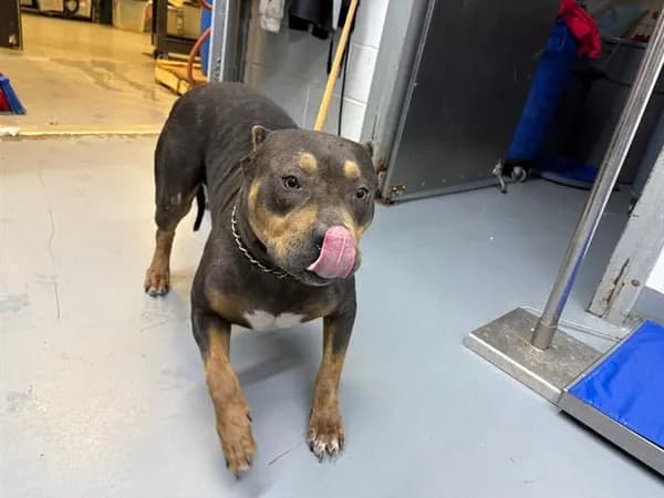 Chloe - American Bulldog mix
