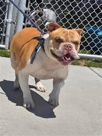 Mugs - American Bulldog mix