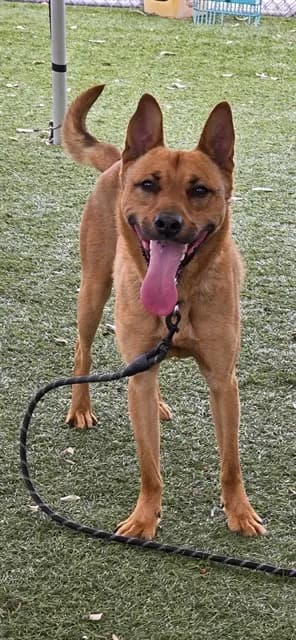 Irwin - German Shepherd Dog mix