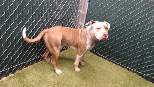 Clyde - Pit Bull Terrier mix