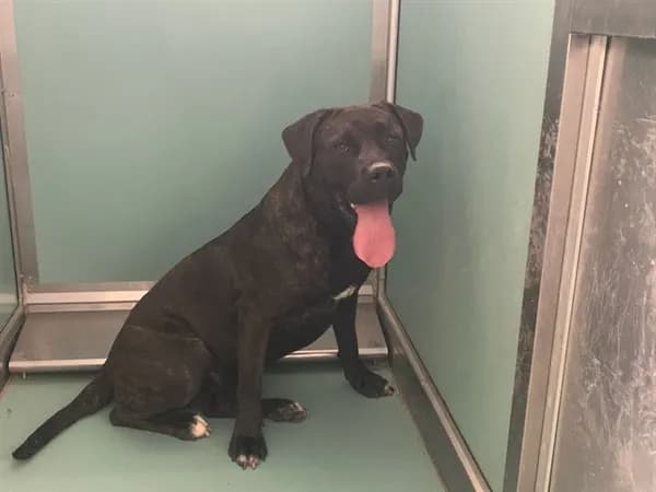 Unnamed - Cane Corso