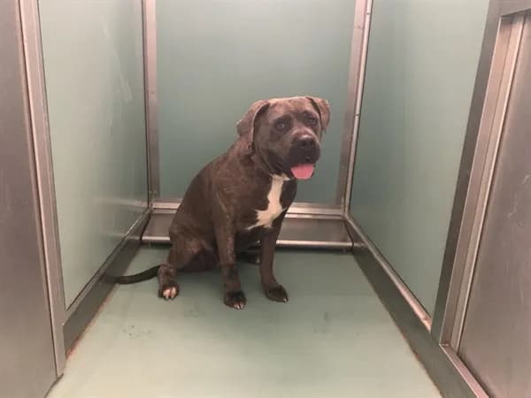 Unnamed - Cane Corso