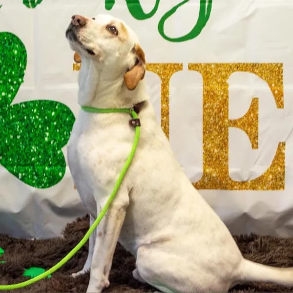 Donnie - Retriever, Labrador / Hound