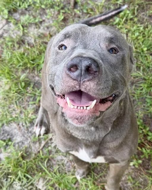 Capone - Breed information is not provided by this shelter