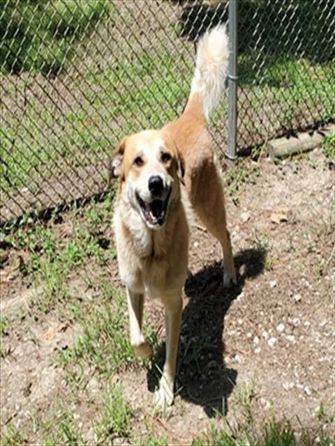 Max - Great Pyrenees mix