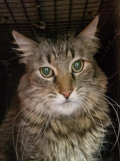 Sammy - Turkish Angora