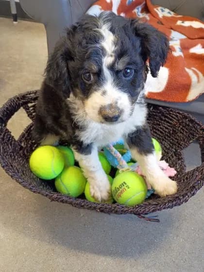 Scooter - Australian Shepherd mix