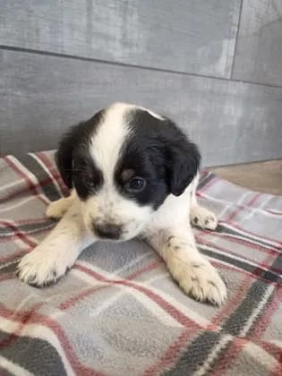 Cotton - Australian Shepherd mix
