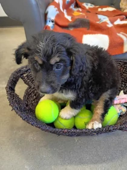 Clover - Australian Shepherd mix