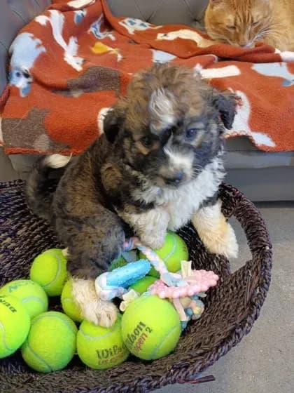 Teddy - Australian Shepherd mix