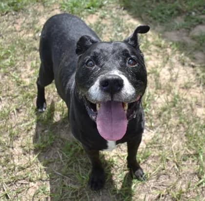 Rocky - Breed information is not provided by this shelter mix