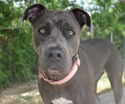 Beautiful - Breed information is not provided by this shelter mix
