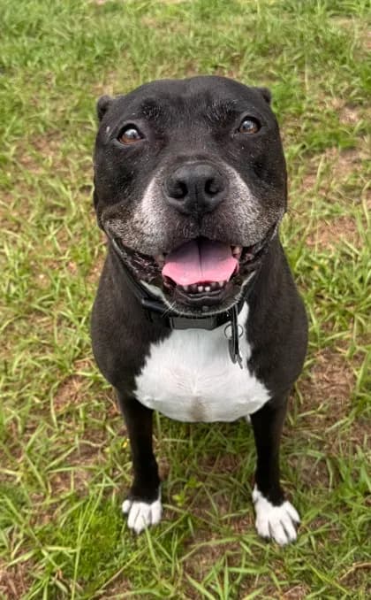 Murdock - Breed information is not provided by this shelter mix