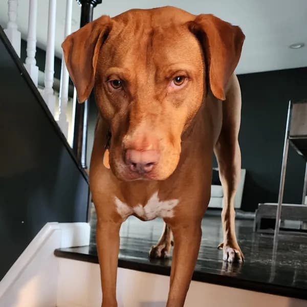 Bodhi - Retriever, Labrador / Mixed Breed (Large)
