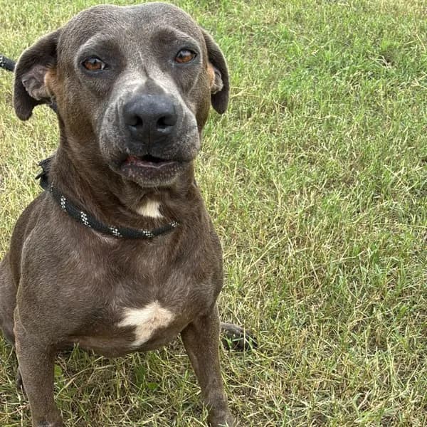 Chula - Terrier, American Staffordshire