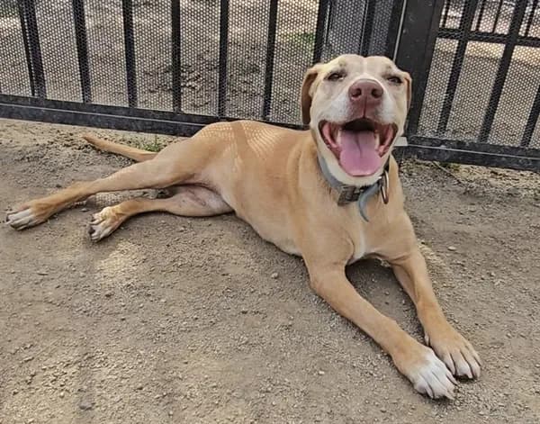 Lily - Labrador Retriever mix