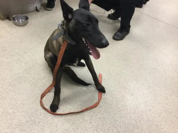 Kilo - Belgian Malinois