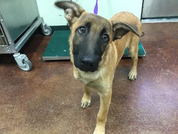 Duke - Belgian Malinois