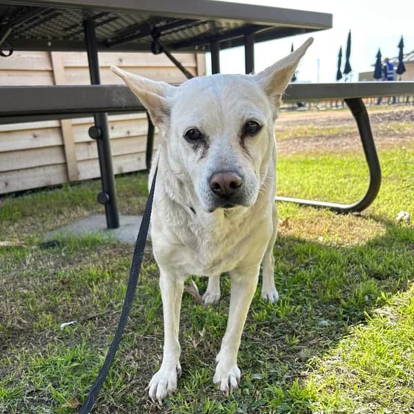 Betty White - Retriever / Mix