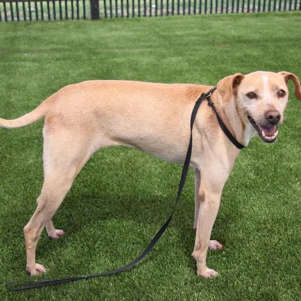Gus Gus - Chinese Shar-Pei / Mix