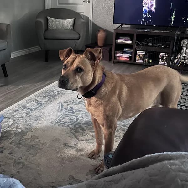 Lilly - Hound / Mix