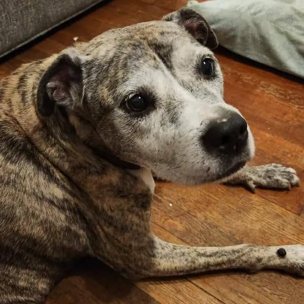 Nikki - Terrier / Mix