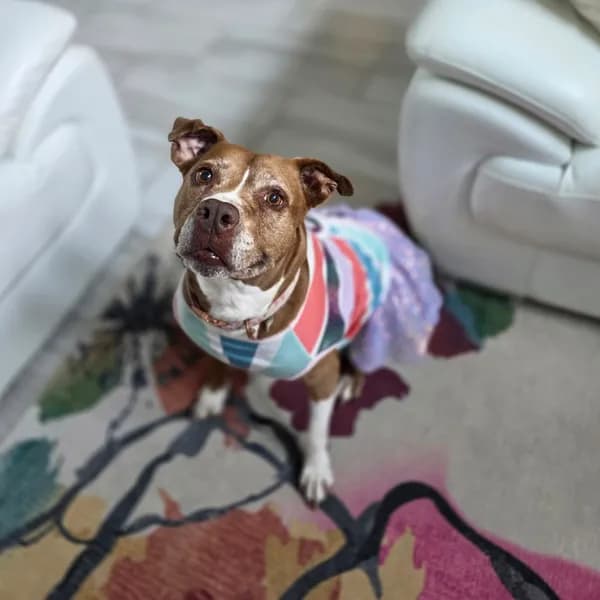 Xena - Terrier, American Staffordshire / Mix