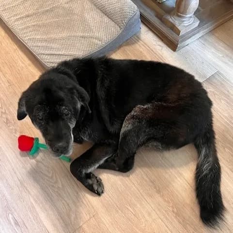 Bear - Chinese Shar-Pei / Mix