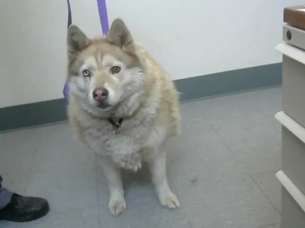 Med Waiver Kami - Siberian Husky