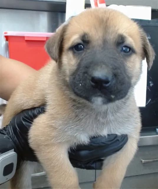 Turbo - Shepherd